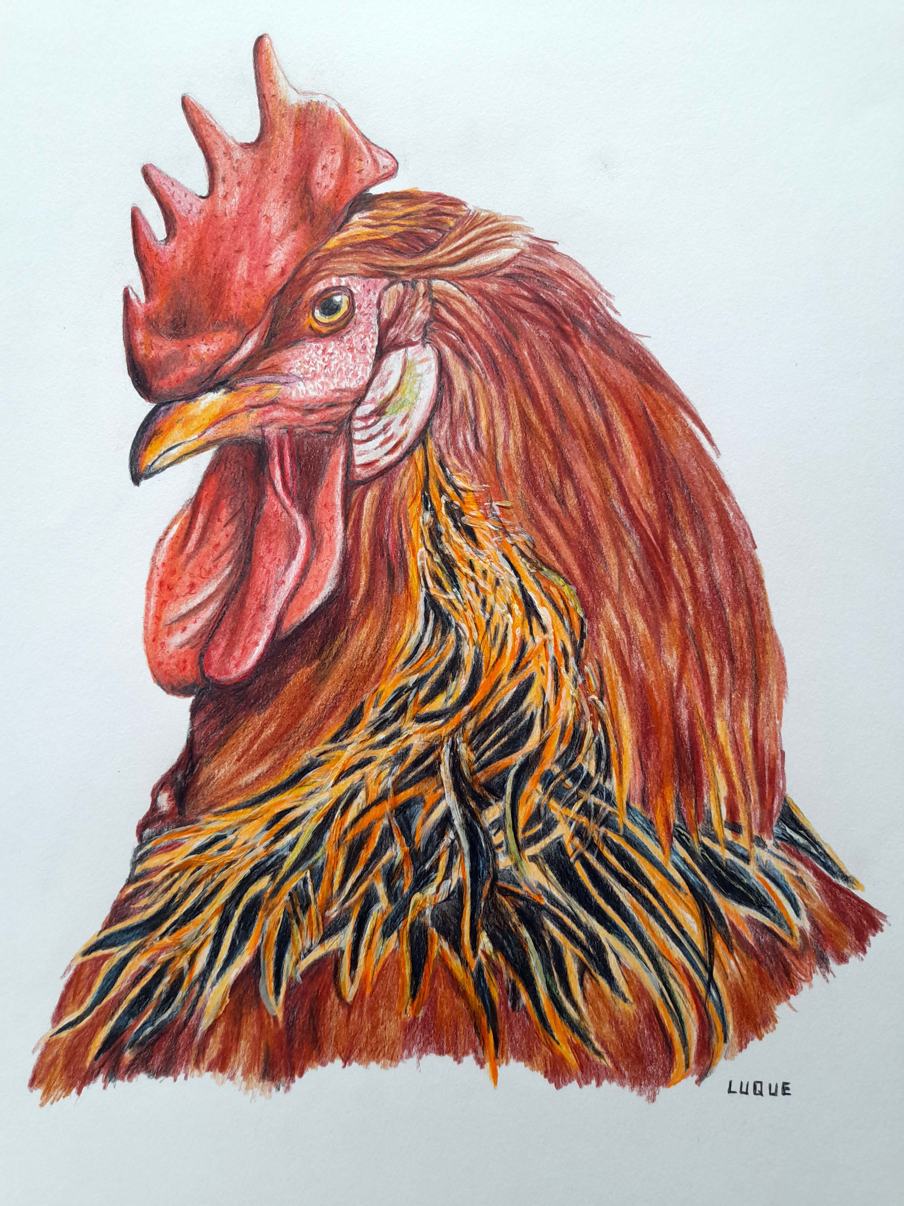 Gallina