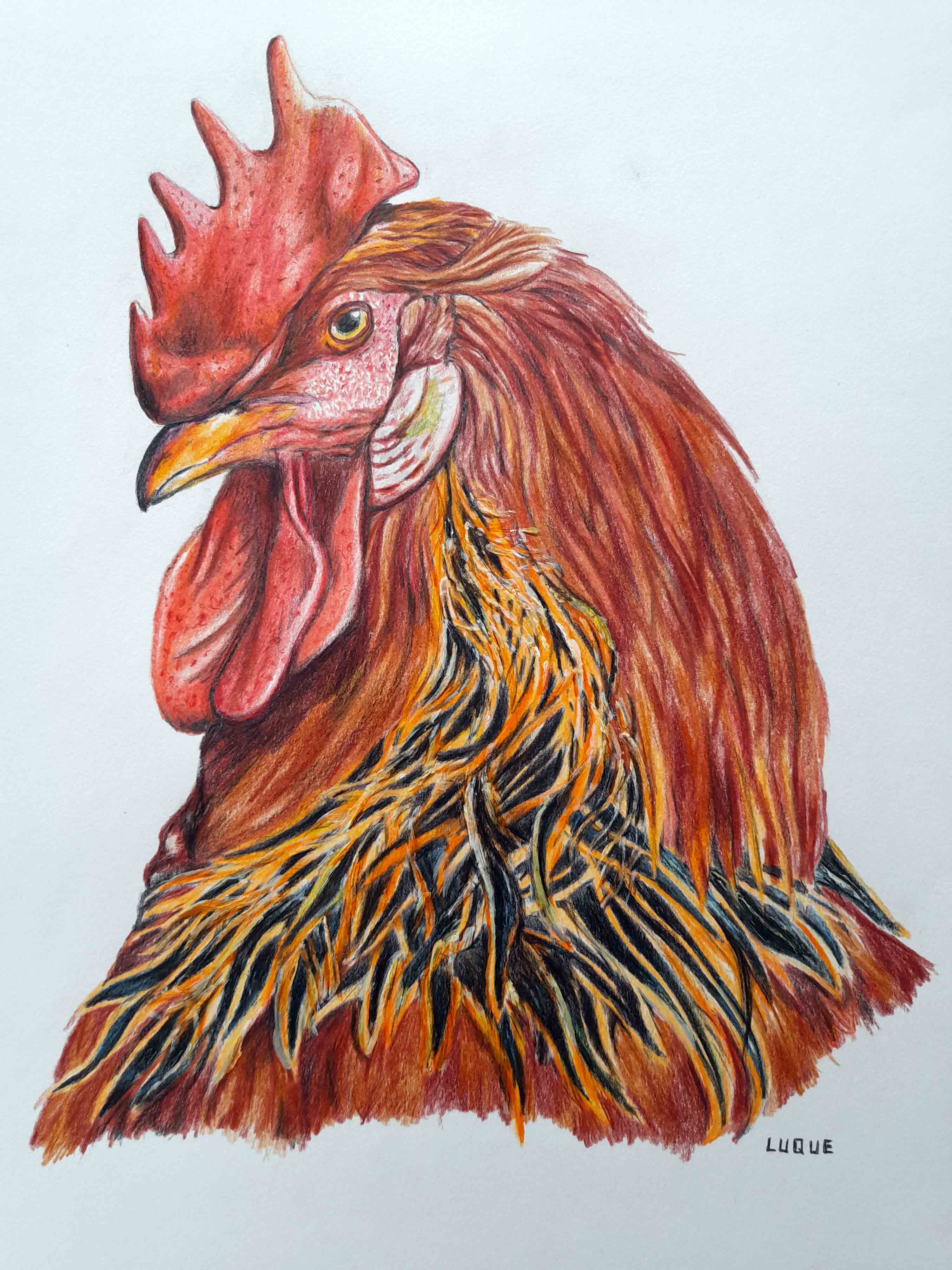 Gallina