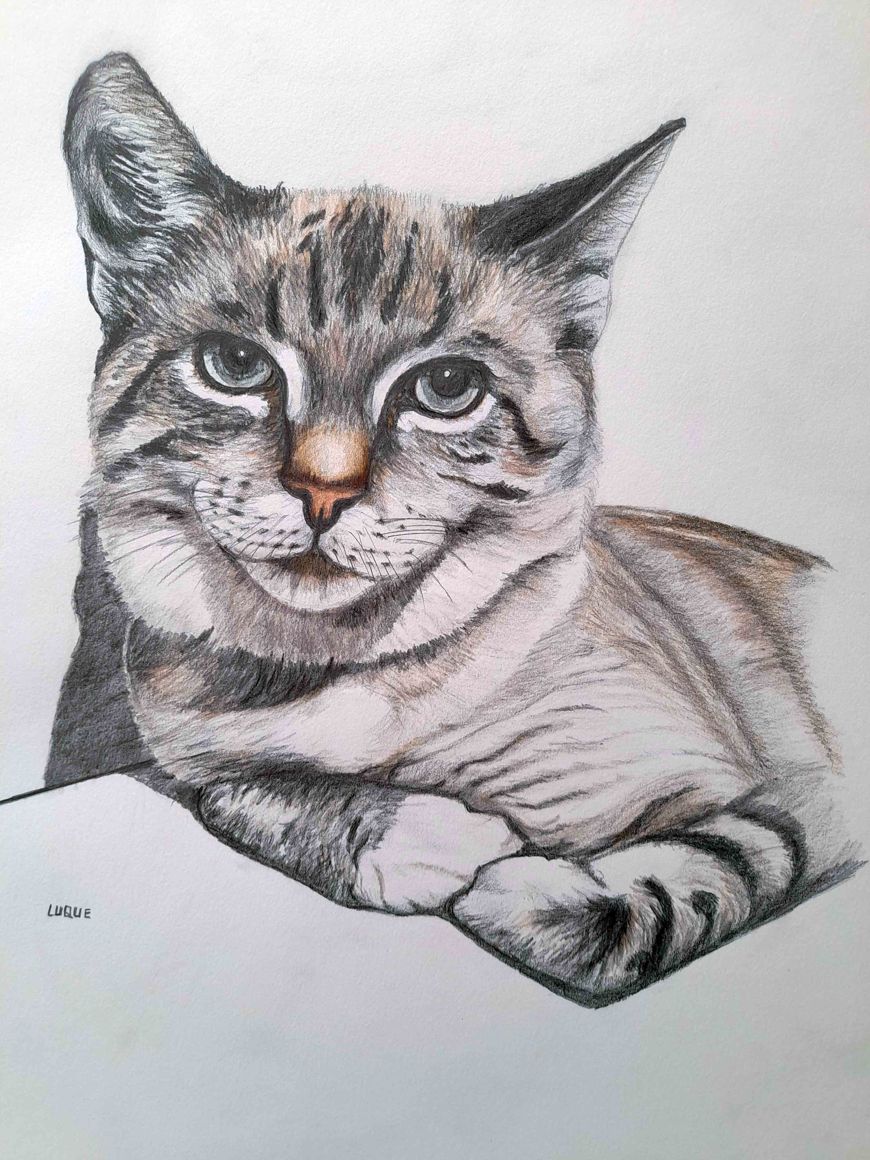 Gato