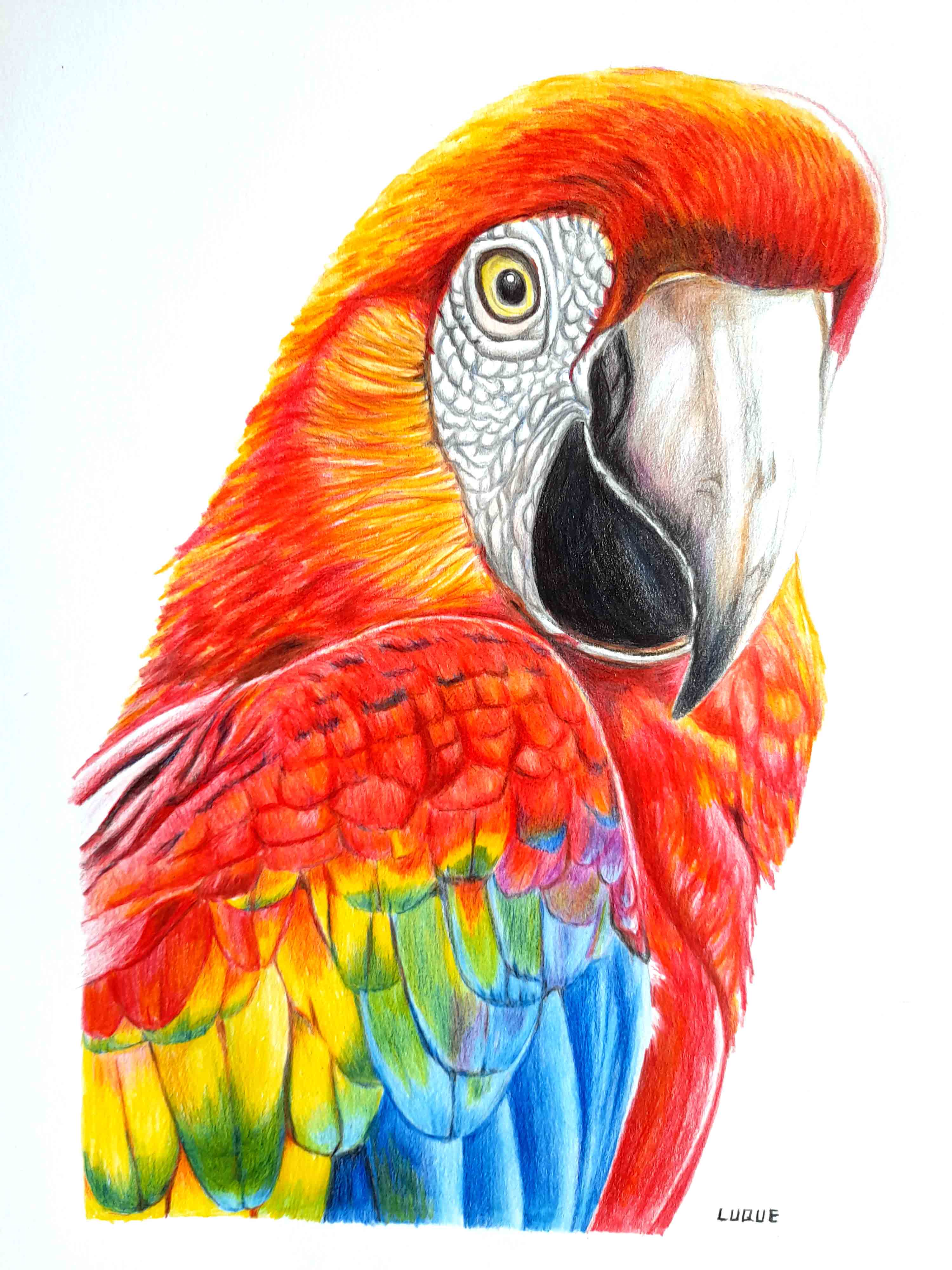 guacamayo