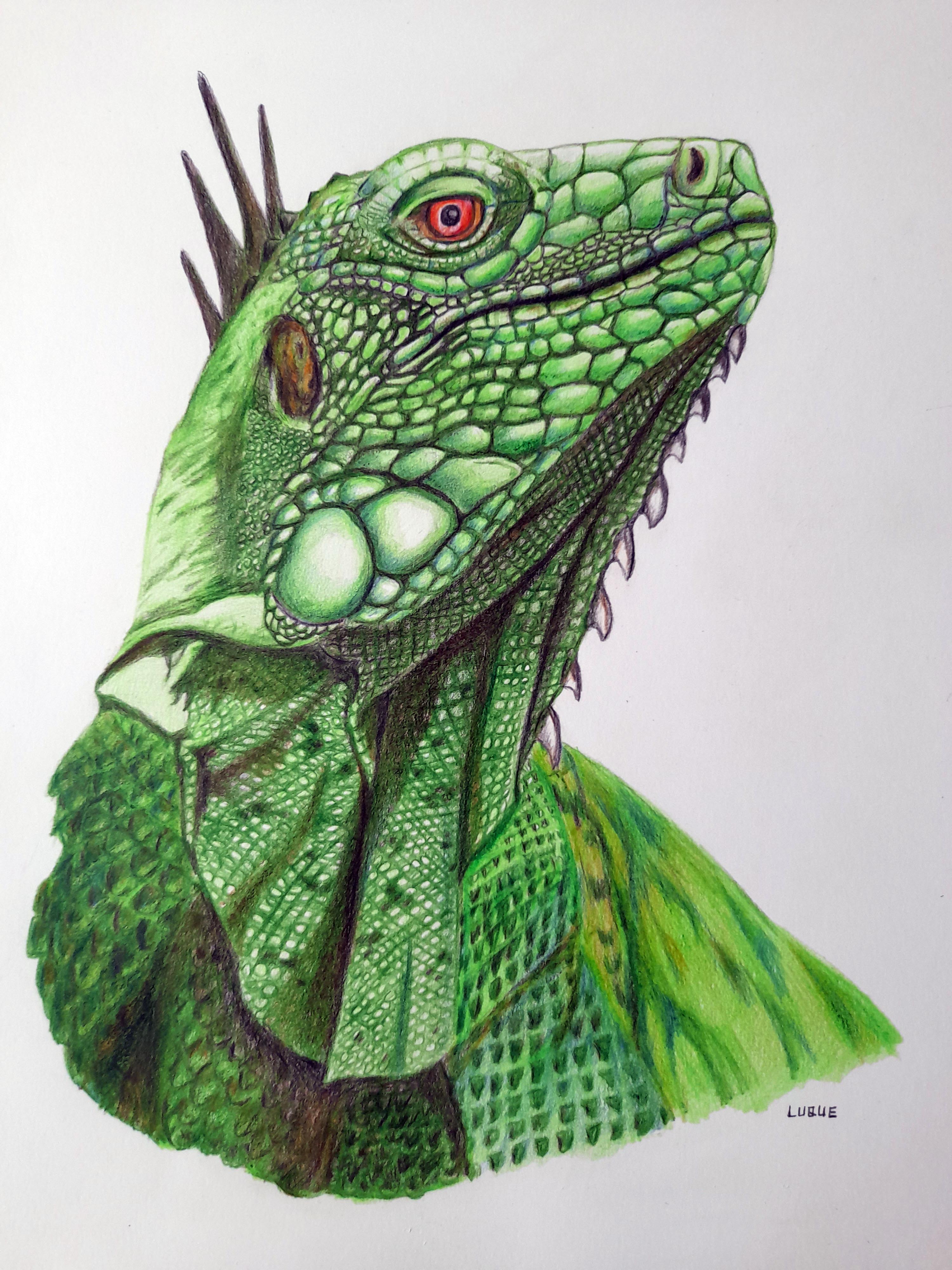 Iguana