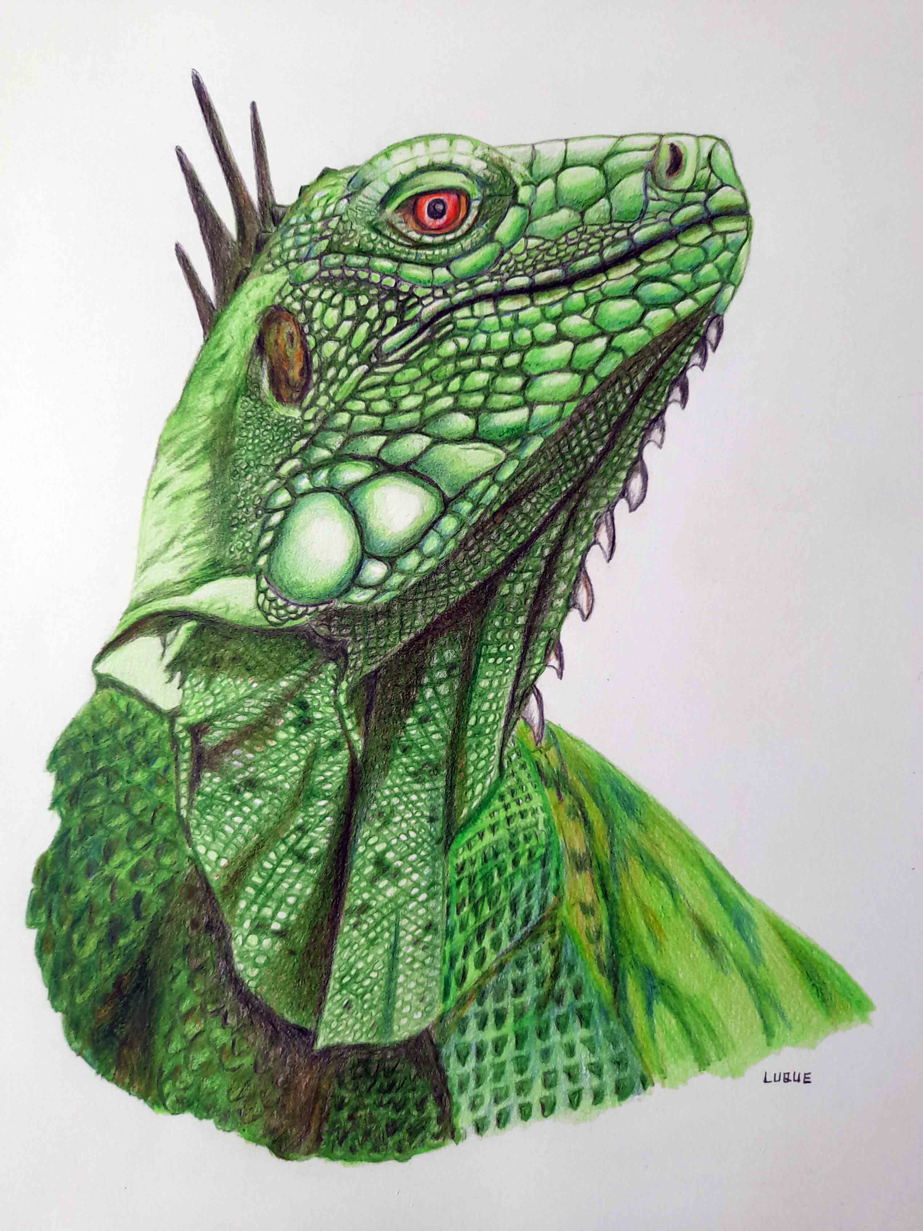 Iguana verde