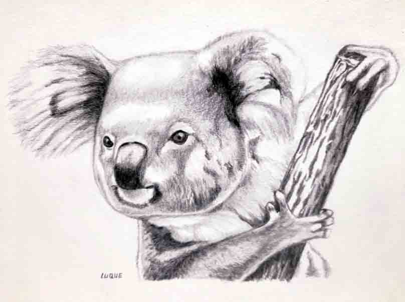 Koala