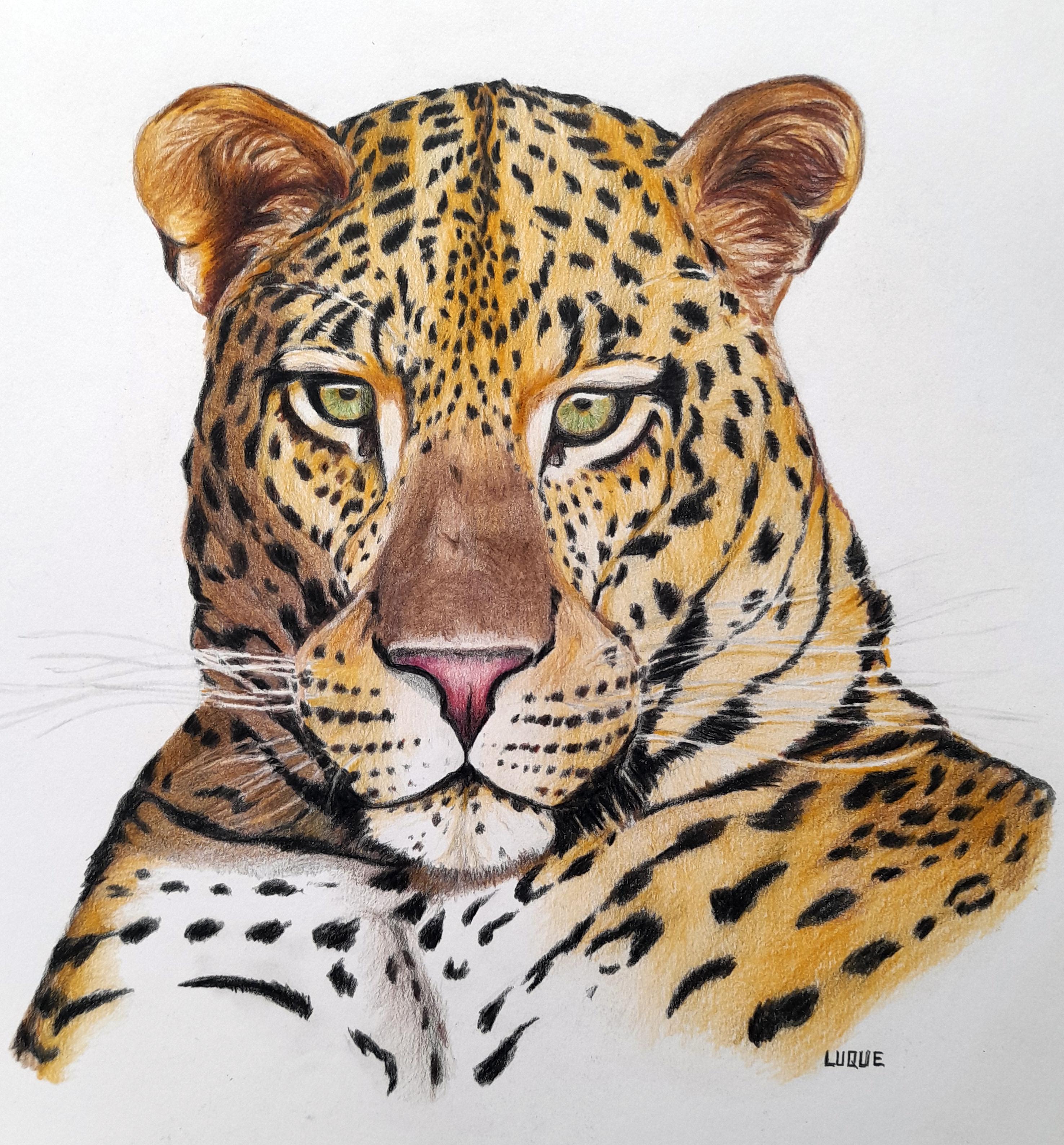 Leopardo