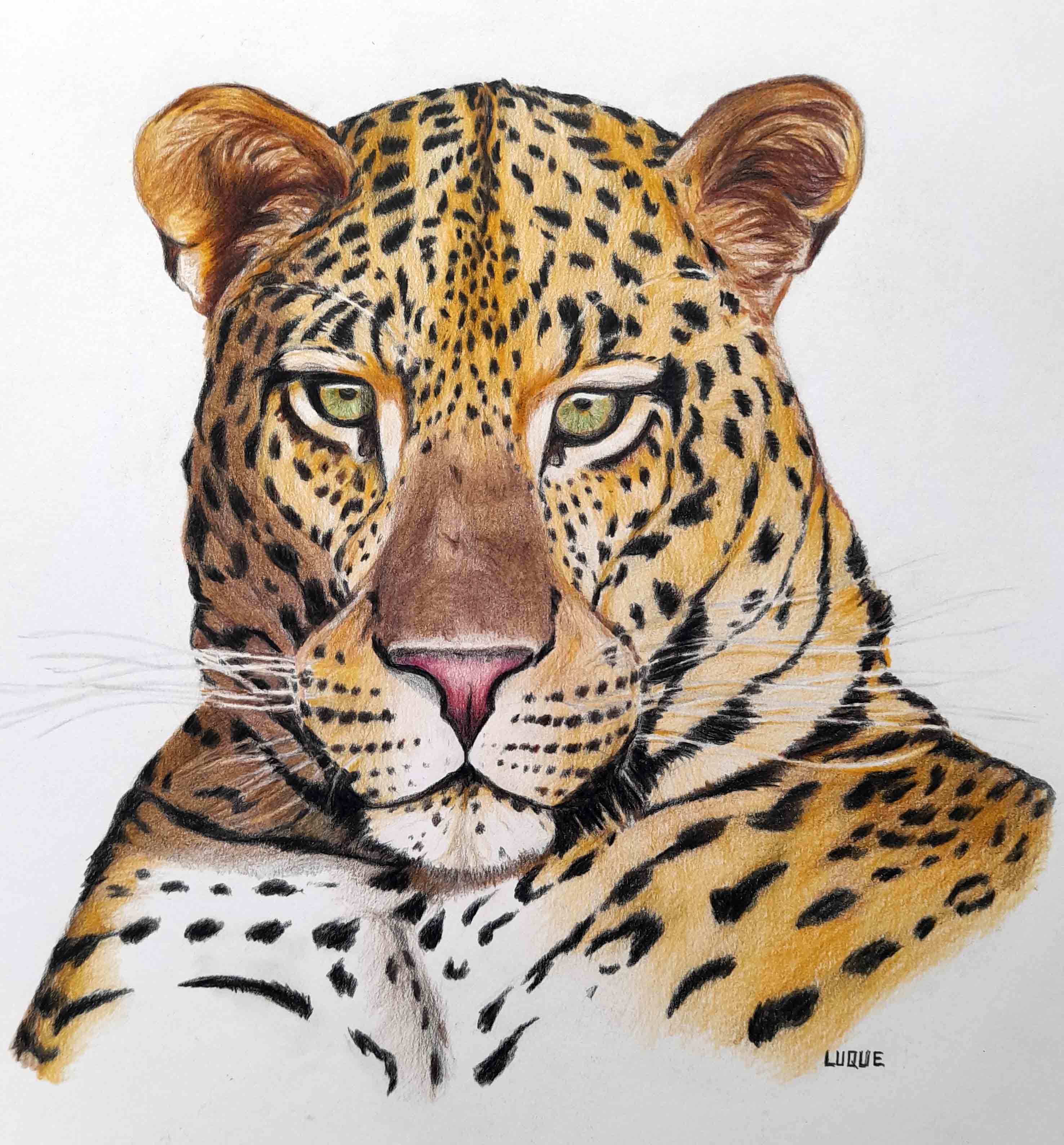 Leopardo
