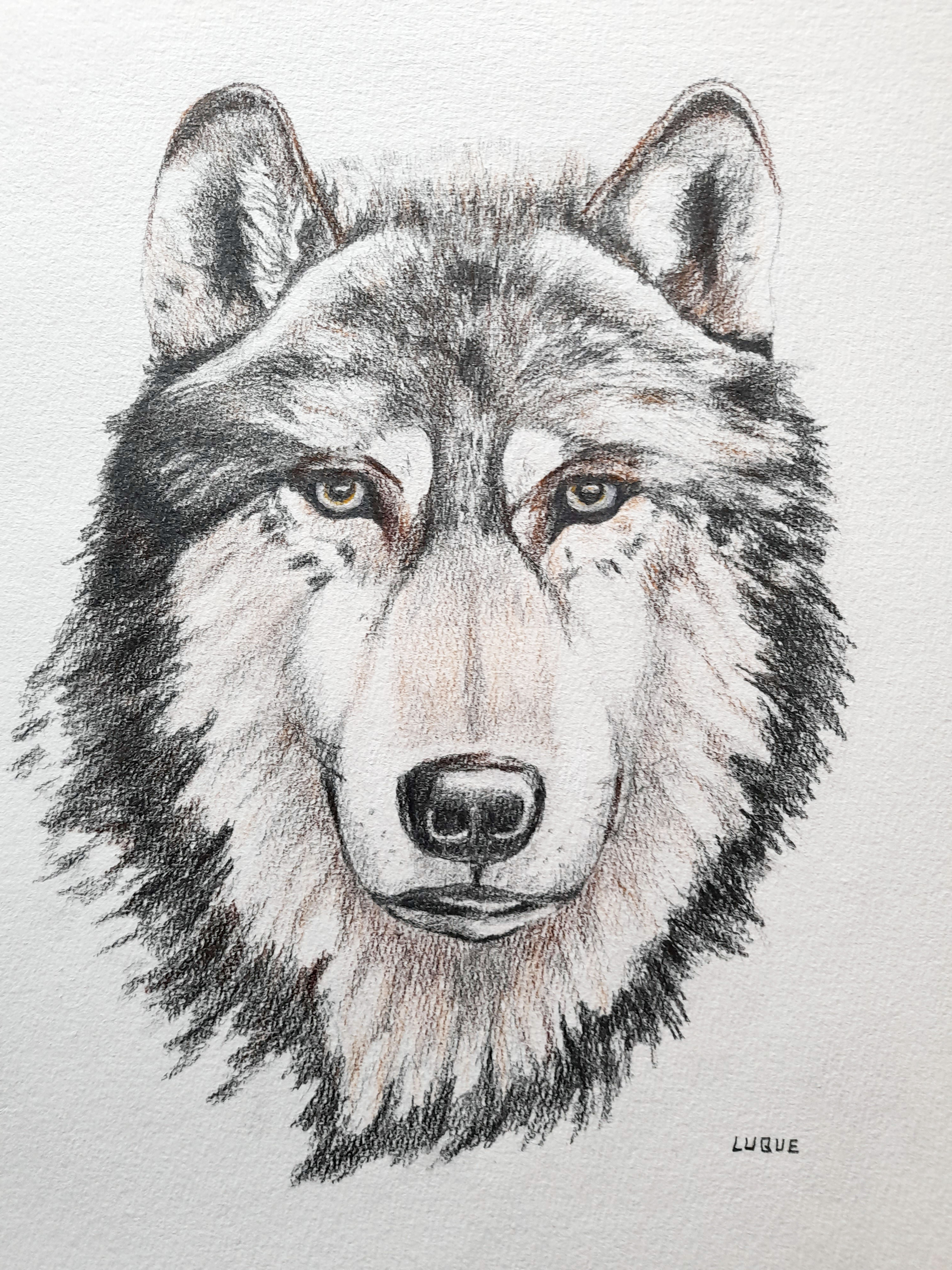 Lobo