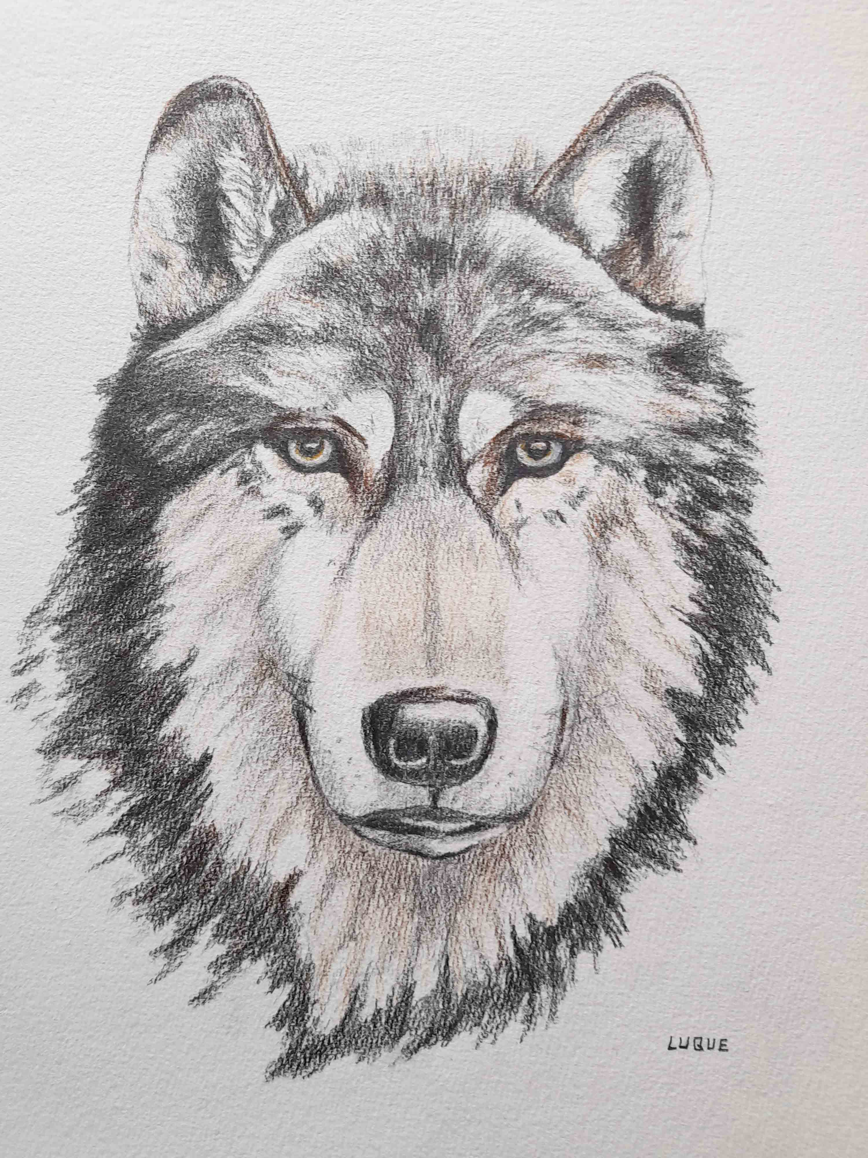 Lobo