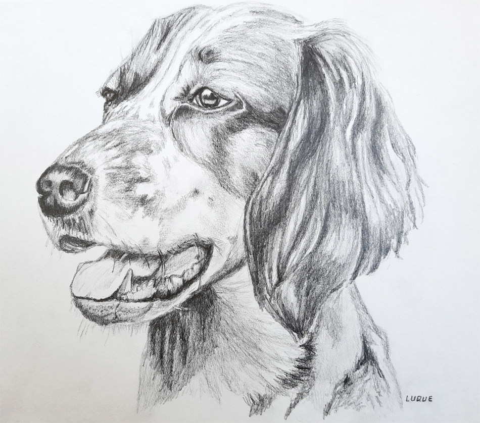 spaniel