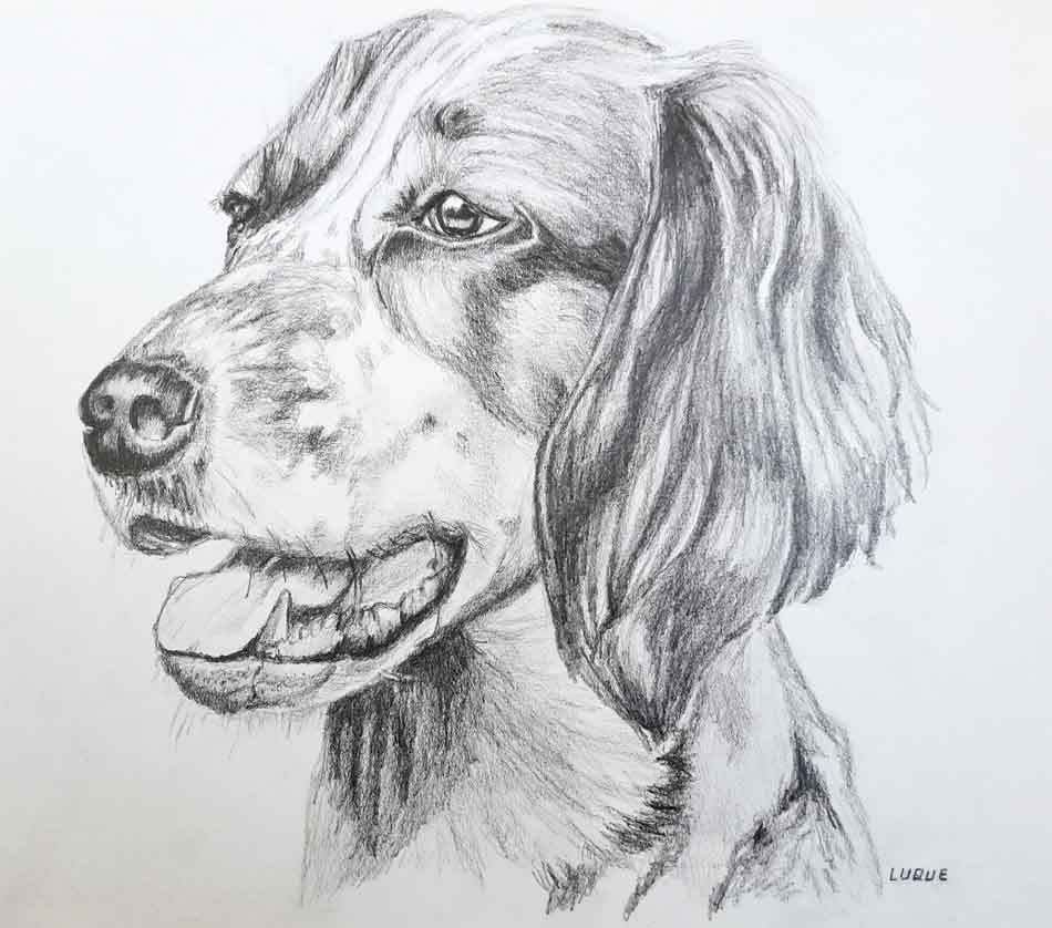 Spaniel