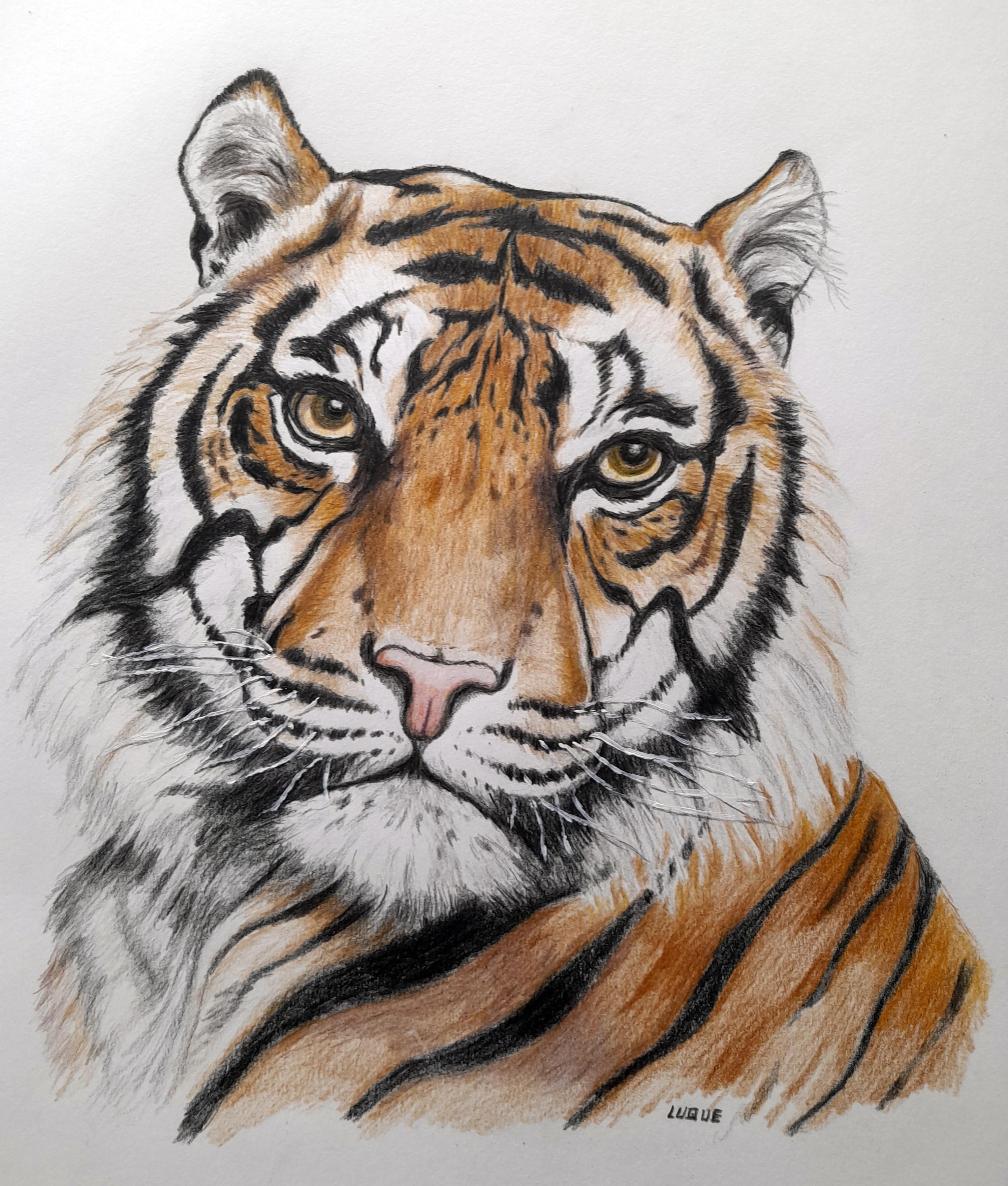 Tigre