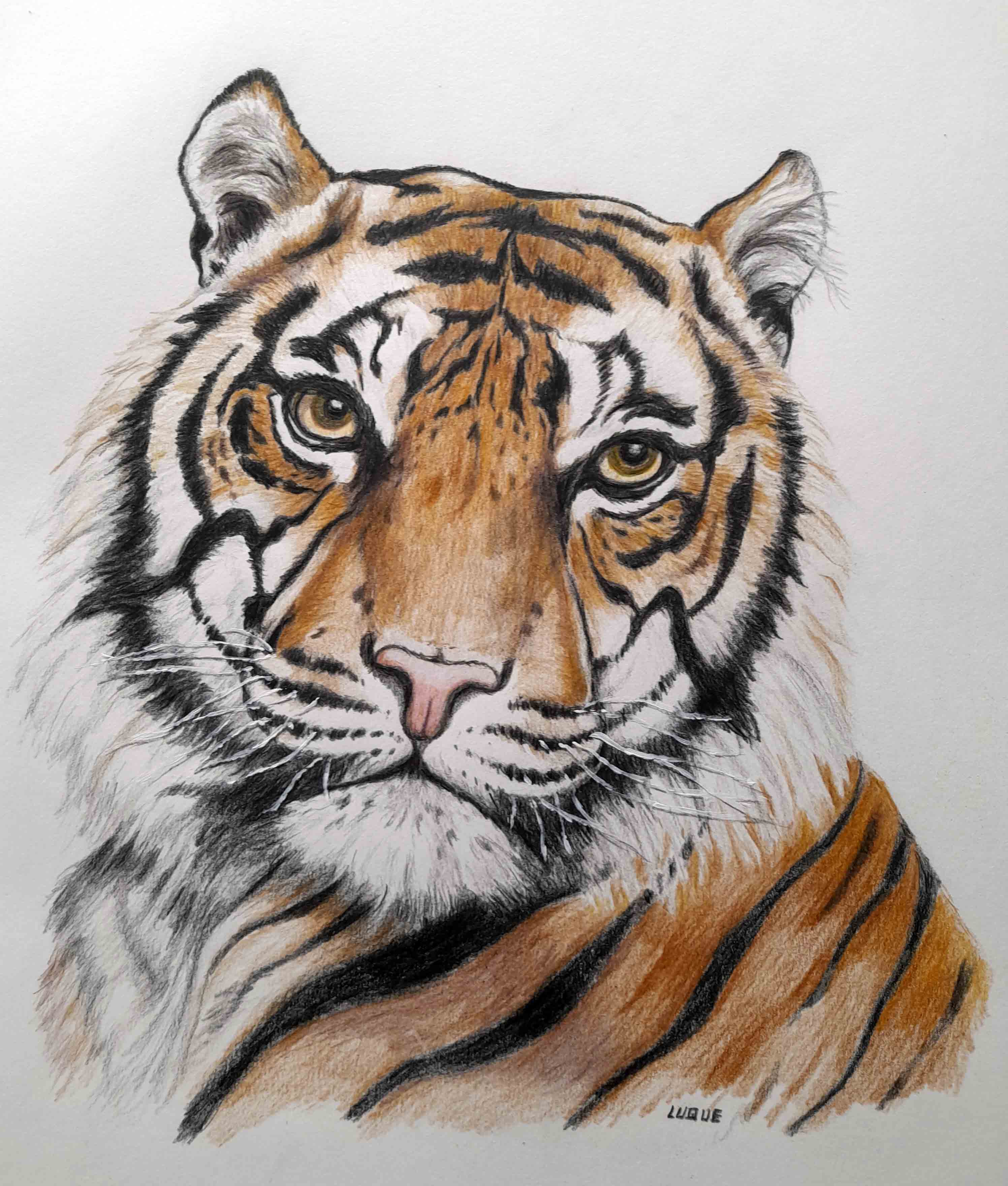 Tigre